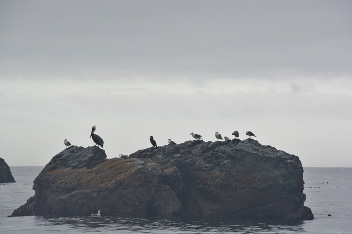 birds on rock formation